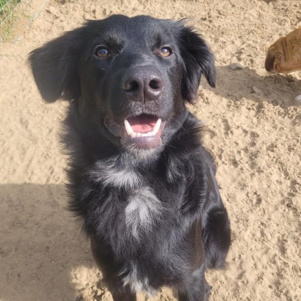 South Wales Argus: Potato - one year old, male, cross breed. Potato originally came to us from Romania as a puppy but was sadly returned to us as he didn't settle in his new home. Potato can be very unsure of men and can also be reactive on walks. He will need an