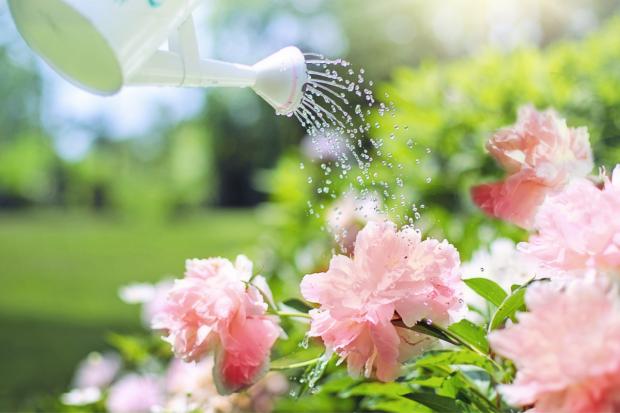 South Wales Argus: A watering can watering some pink flowers. Credit: Canva
