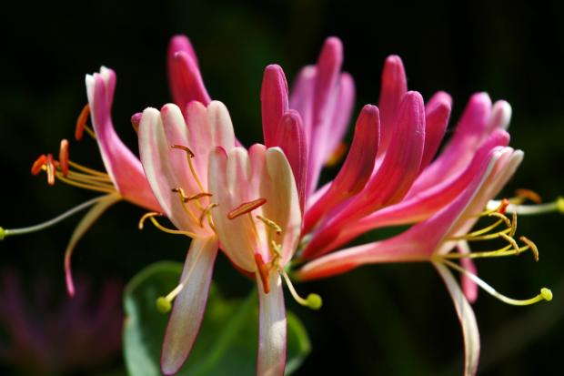 South Wales Argus: Honeysuckle. Credit: Canva