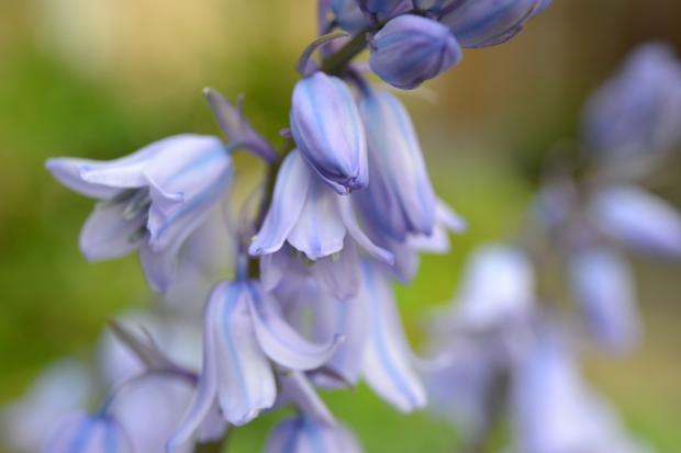 South Wales Argus: Bluebells. Credit: Canva