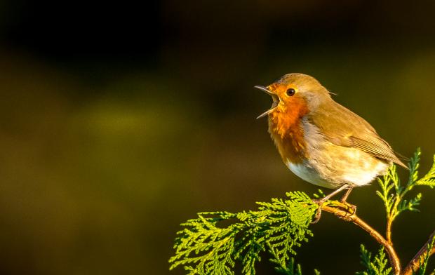South Wales Argus: This picture makes me happy: I love taking pictures of birds, and the robin is one of my favourites. They are beautiful birds and their song is just wonderful