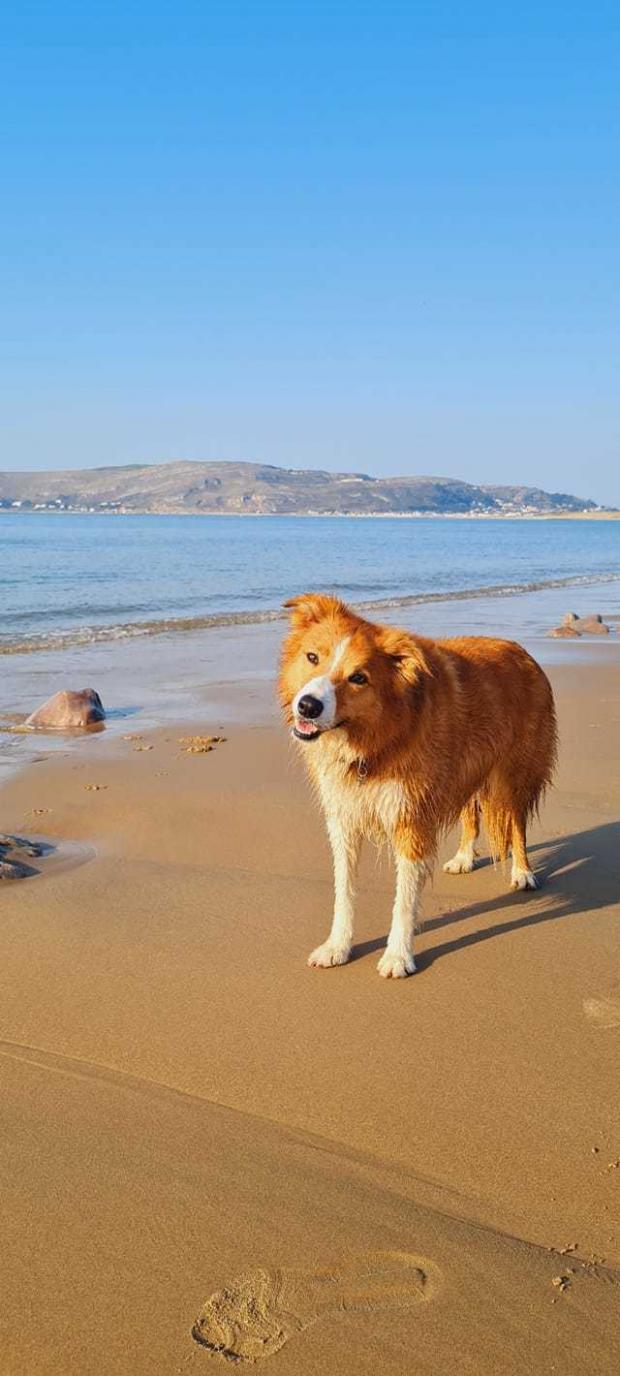 South Wales Argus: Jacqui Hill sent in thisa picture of Charlie, a Welsh sheepdog loving the beach