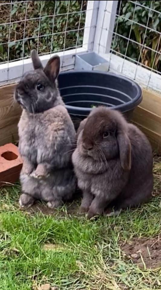 South Wales Argus: Melanie Samuel shared this picture of her bunnies, Ben and Holly