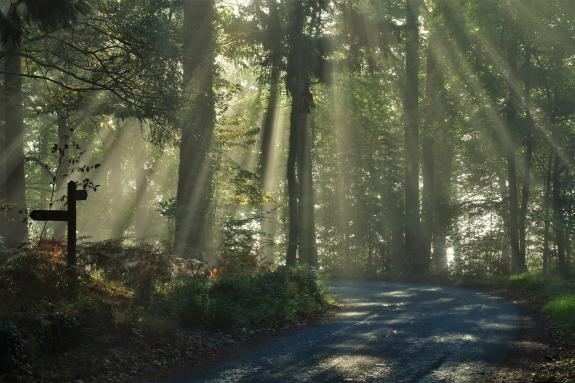 South Wales Argus: Sunrays in Llandogo. Picture: Michelle Webb, South Wales Argus Camera Club South Wales Argus: Sunrays in Llandogo. Picture: Michelle Webb, South Wales Argus Camera Club