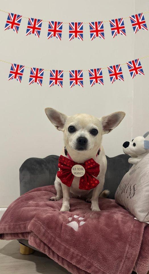 South Wales Argus: Dog Lilly celebrates the Platinum Jubilee. Picture: Sent in by Cerys Washbrook
