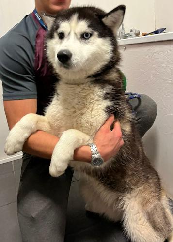 South Wales Argus: Ketty - two years old, female, Husky. Ketty is an utter delight and everyone who meets her just loves her! She greets everyone with a waggy tail and loves to sing to you. She could be homes as an only dog or could live with other dogs but cannot live