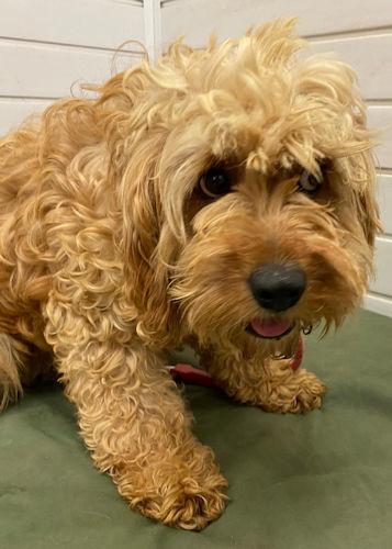 South Wales Argus: Boop - two years old, female, Cockapoo. Boop has come to us from a breeder and is a terrified little girl who needs a calm and quiet adult only home with someone who has prior experience of scared ex-breeding dogs. She will need lots of love, kindness