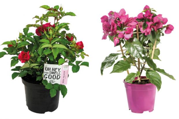South Wales Argus: (left) Garden Rose and (right) Bougainvillea (Lidl/Canva)