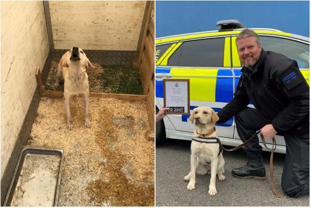 South Wales Argus: This Labrador was found at an unlicensed puppy farm, but has now recovered and has gone on to join Gloucestershire Constabulary. Picture: RSPCA Cymru.