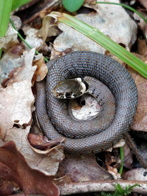 South Wales Argus: SNAKE: A grass snake. Pic. Eleanor Reast