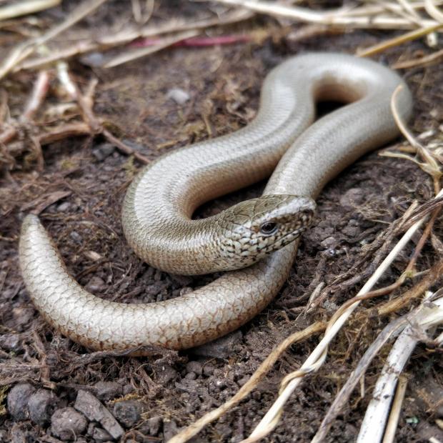 South Wales Argus: SAFE: A slow-worm. Pic. Eleanor Reast