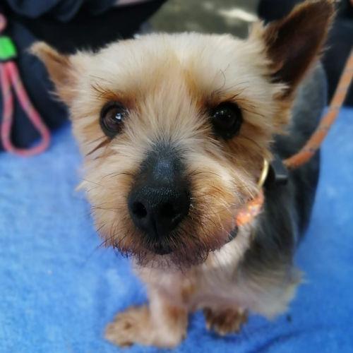 South Wales Argus: Paula - Yorkshire Terrier, 8 years old, femalehttps://www.manytearsrescue.org/display_mtar_dog.php?id=34425Paula is a lovely girl who comes to us from a breeder.  She has a deformed front leg but manages to move very well.  She can be quite nervous