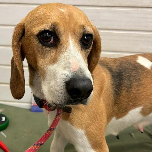 South Wales Argus: Brecon - Beagle, 3 years old, femalehttps://www.manytearsrescue.org/display_mtar_dog.php?id=34197Brecon comes to us from a breeder and is a friendly girl who is so sweet and would love to find a family of call his.  She never knew many