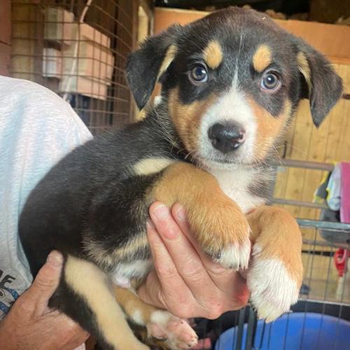 South Wales Argus: Eugene - Collie Cross, 8 weeks, malehttps://www.manytearsrescue.org/display_mtar_dog.php?id=34384Eugene is one of a litter of Collie Cross puppies who have come to find their forever home.  He is very cuddly but also very busy and is looking for an active person