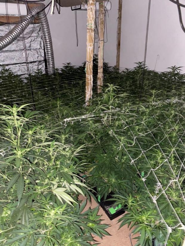 South Wales Argus: Cannabis plants seized in Abercarn (Picture: Gwent Police)