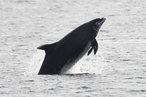 South Wales Argus: Bottlenose dolphins were caught playing off the Pembrokeshire coast in stunning footage