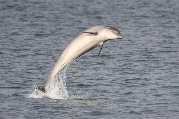 South Wales Argus: The dolphins were spotted off the coast of New Quay in July 17
