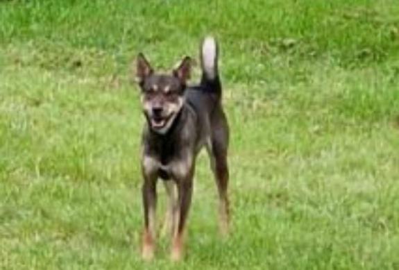 South Wales Argus: Police are trying to trace the owner of this dog after up to 28 sheep were killed South Wales Argus: Police are trying to trace the owner of this dog after up to 28 sheep were killed