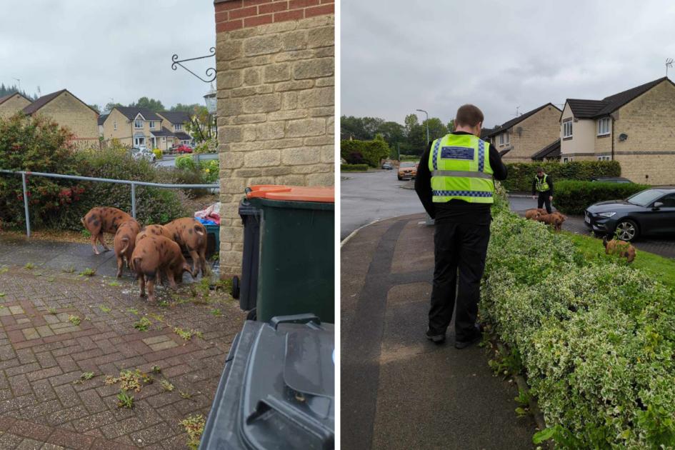 Police chasing escaped pigs through Rogerstone, Newport 