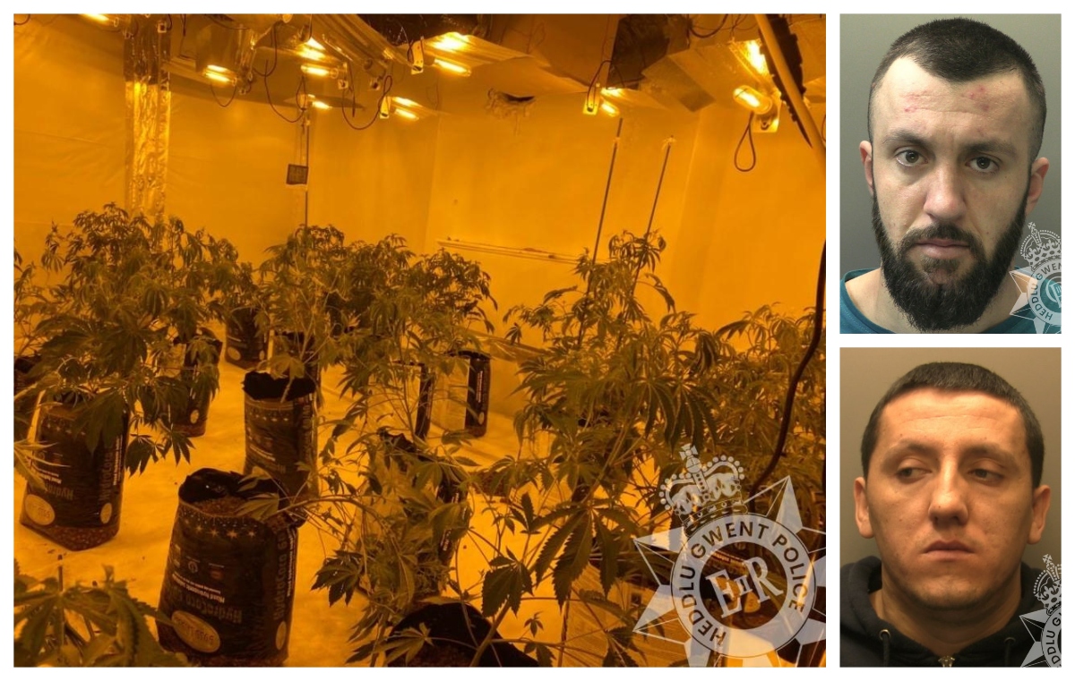 Men found with 2,000 cannabis plants above Newport pub - Vimarsana News