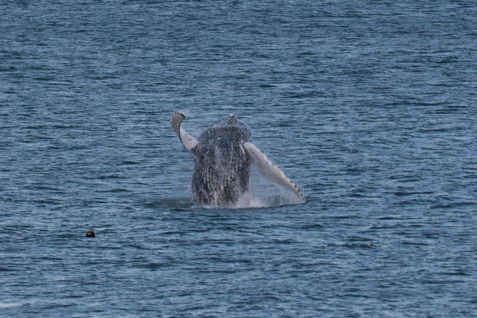 Watch: Rare humpback whale spotted off Fishguard and Goodwick 