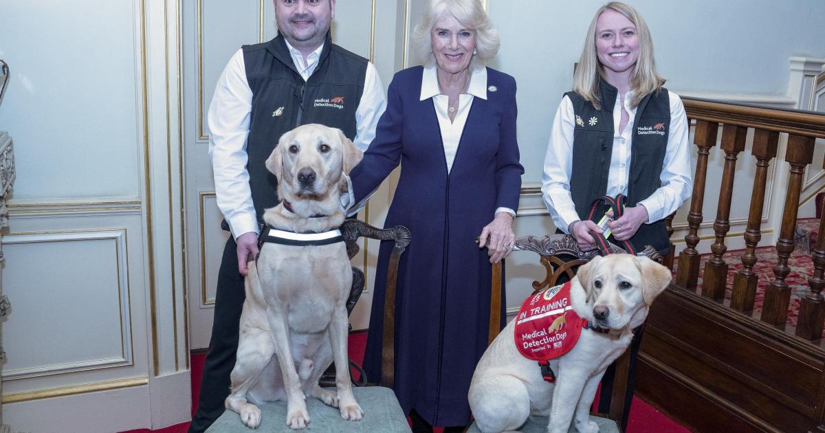 Queen urges greater use of medical detection dogs for conditions such as cancer - Vimarsana News