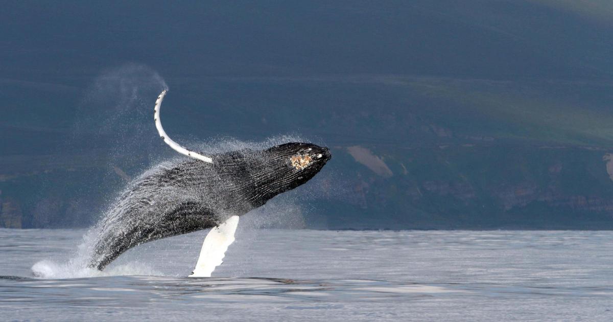 Scientists discover secret to how baleen whales sing under water - Vimarsana News