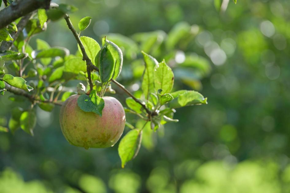 RHS orchard’s heritage apple trees sampled for their ‘DNA fingerprint’