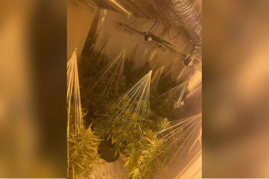 Gwent Police found cannabis farm in Maesycwmmer, Caerphilly 
