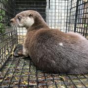 An otter has been returned to the wild after a run-in with an electric fence in Carmarthenshire  Picture: RSPCA