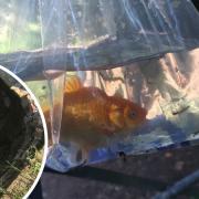 Wayward goldfish rescued from Newport well