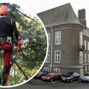 Tree surgeons overpaid thousands of pounds by Carmarthenshire Council