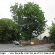 Tree in Brynmawr