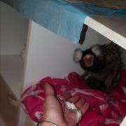 Vicki Holland was heard on video offering cocaine to her pet monkey. Picture: RSPCA