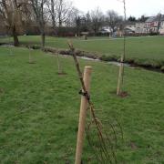 Trees at a new community orchard in Cwmbran have been destroyed by vandals. Picture: Torfaen council.