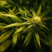 Police found 1kg of cannabis at Blackwood drug dealer’s home
