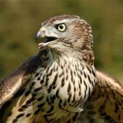The unexplained death of the goshawk is the second incident of its kind in Powys in recent weeks