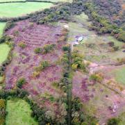Jeff Lane was found guilty of felling of more than eight hectares of woodland within the Gower Area of Outstanding Natural Beauty (AONB) near Swansea. Photo: NRW