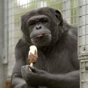 A MS has said the Welsh Government should have a committee to consider the feelings of animals such as chimpanzee Vicki seen her enjoying a chocolate ice cream lolly at Cefn-Yr-Erw Animal Sanctuary near Ystradgynlais. Picture: Huw Evans Agency archive