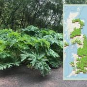 Dangerous toxic plant which can cause blindness spotted in Newport and Gwent