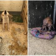 Images previously released by RSCPA Cymru of dogs found during a separate puppy farm investigation
