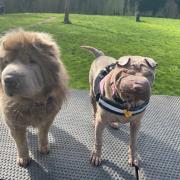 Lola and Keeco are looking for a new home at receiving care at Newport Animal Centre. Picture: RSPCA Cymru.