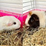 Edna and Gloria are looking for a new home