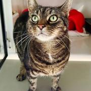 Cat: Milo is looking for a new home