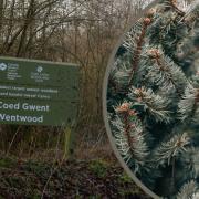 30 years of real Christmas tree sales in Wentwood ends over health and safety concern
