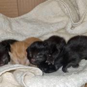 Kittens dumped at unmanned station in Gwent as temperatures plummet