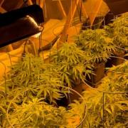 Gwent Police found cannabis plants during raids in Caerphilly county borough.