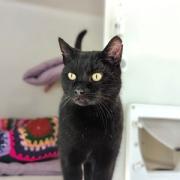 Pepsi the cat is looking for a new home