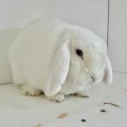 Cottonbun is looking for a new home
