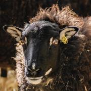 Torwen sheep are among the rare breeds at Folly Farm. Picture: Folly Farm/Megan Lee